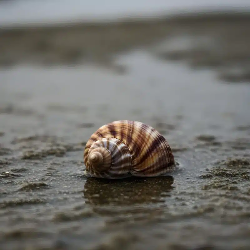 escargot-turbo