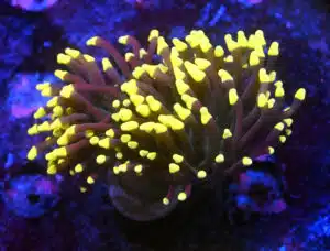 Euphyllia Glabrescens Joker 365-3