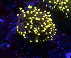 Euphyllia Glabrescens Joker 365-2