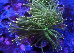 Euphyllia Glabrescens Coton Candy 184
