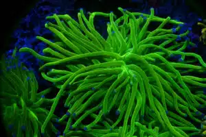 Euphyllia Glabrescens Holy Grail (1H) 107