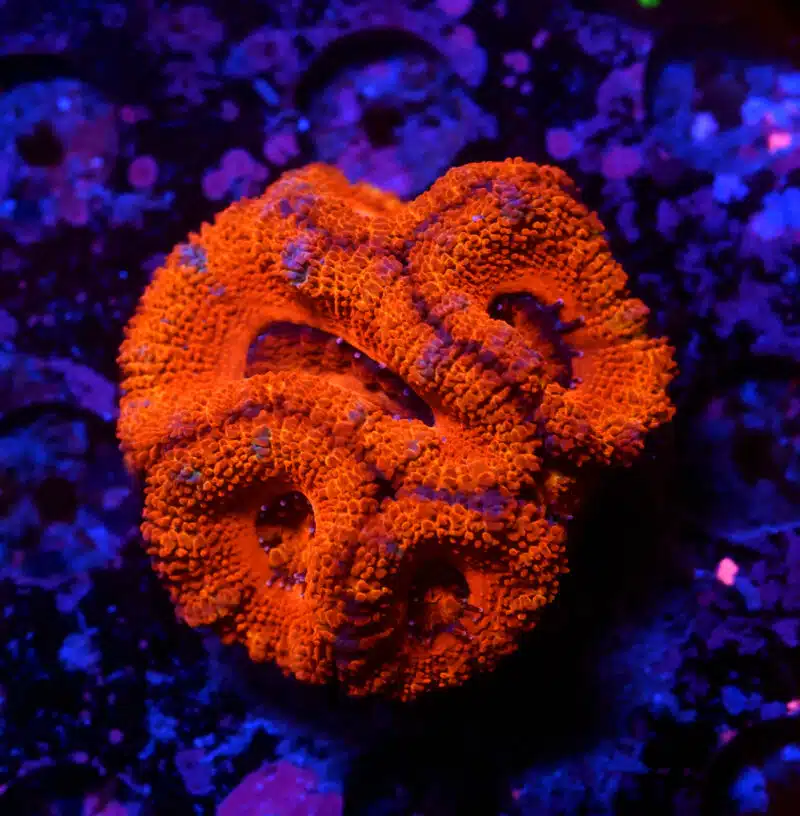 Acanthastrea rouge