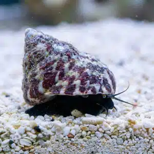 Trochus Histrio