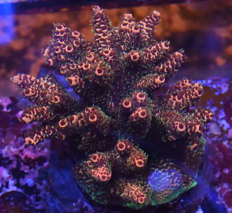 Acropora